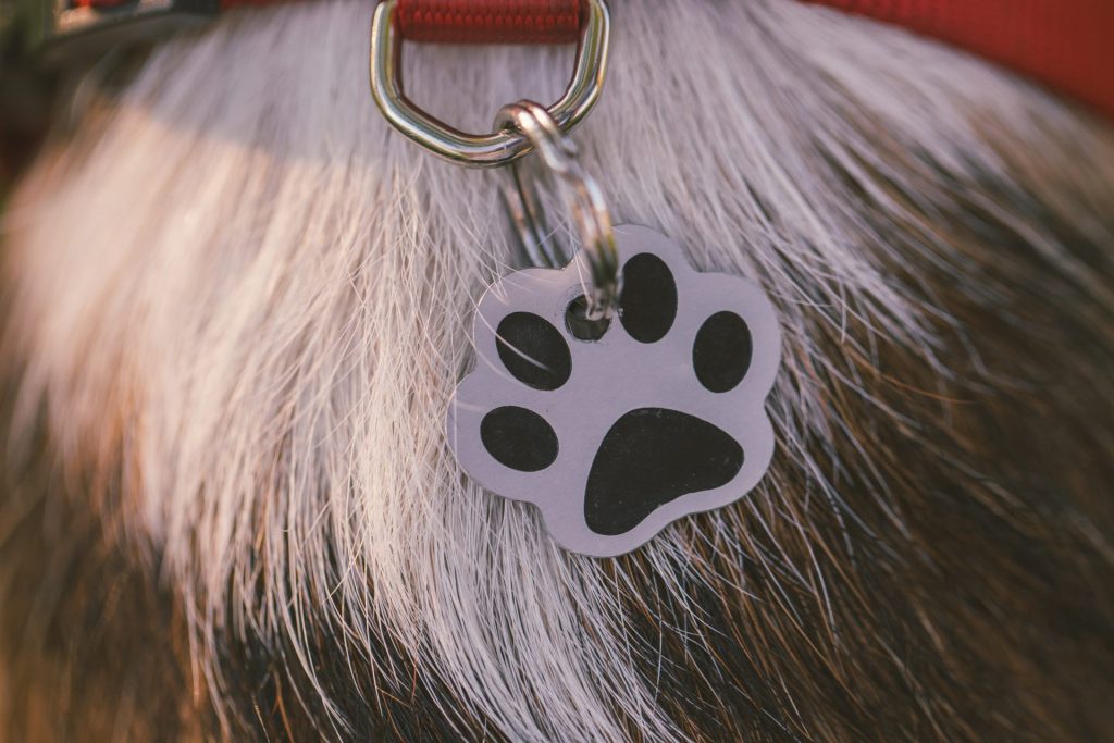 collier pour chien